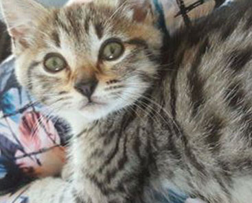 new kitten